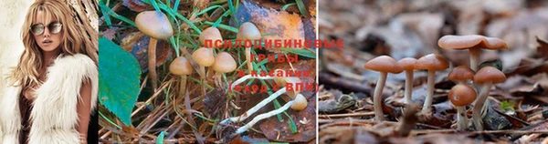 стаф Аркадак